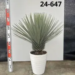 2026年最新】ロストラータ ユッカの人気アイテム - メルカリ