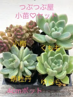 増やし用 たくさ～ん つぶつぶ屋✡️かもめ✡️多肉 抜き苗 つぶー