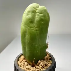 ❣️サボテン 成程柱 レア❣️ 2026年最新】なるほど柱の人気アイテム - メルカリ