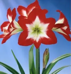 まろん様 リクエスト 3点 まとめ商品