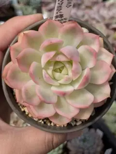 ピンク水晶錦　ピンククリスタル錦　抜き苗　多肉