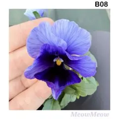 【B08】MeowMeow交配 宵藍グラデーションビオラの種 30粒のサムネイル