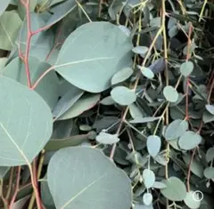 どっと てんてん様 リクエスト 2点 まとめ商品