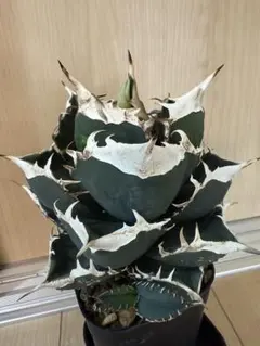 2025年最新】チタノタ sadの人気アイテム - メルカリ