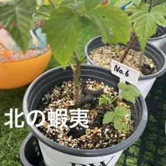 さくらんぼ様専用Proven Winners pot ☆トゥラミーン☆ - メルカリ