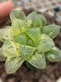 Top【選抜株】多肉植物　25904ティテュバンス錦　40個　鉢無し/脱土 Top【選抜株】多肉植物 25904ティテュバンス錦 40個 鉢無し/脱土