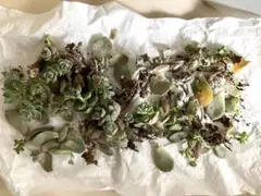 多肉植物　白牡丹　赤ちゃん苗　葉挿し　抜き苗　根付きのサムネイル