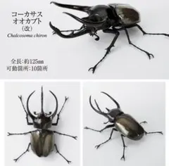 2026年最新】コーカサスオオカブト 標本の人気アイテム - メルカリ