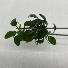 アヌビアスナナ ジェイド 美株 水草 無農薬 水中葉 お写真分 - メルカリ