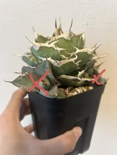 2026年最新】蠻牛の人気アイテム - メルカリ