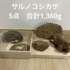 2026年最新】サルノコシカケ 置物の人気アイテム - メルカリ