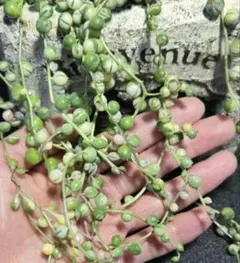 多肉植物 セダム ★斑入りグリーンネックレス★ カット苗