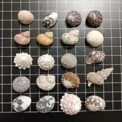 貝殻セット 多色 様々なサイズ