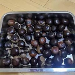 栃の実　50個　約800g