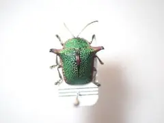 2026年最新】ハムシ標本の人気アイテム - メルカリ