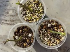 バラ 品種不明 訳あり価格 挿し木 3苗