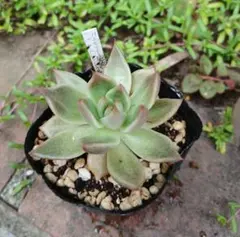 2026年最新】多肉植物 リンゼアナの人気アイテム - メルカリ