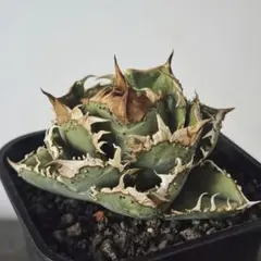 2025年最新】アガベ星空の人気アイテム - メルカリ