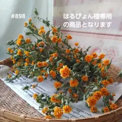 ☆898 はるぴょん様専用 八重山吹 ドライフラワー 30本