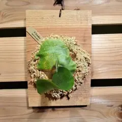 93milli様専用　リクエスト 2点 まとめ商品