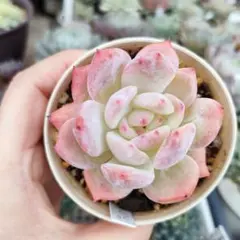 2025年最新】チワワエンシスイエコラの人気アイテム - メルカリ