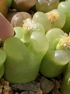 wabi様 リクエスト 2点 まとめ商品