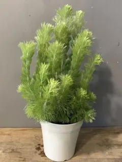 ボリューム苗 アデナンサスウーリーブッシュ 鉢植え - メルカリ