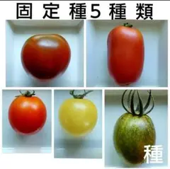 【種】①固定種で珍しいトマト「インディゴブラッズ・白・赤・赤橙・黒系」＜各６粒＞