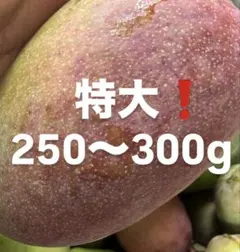 宮古島産摘果マンゴー 9.5キロ - メルカリ