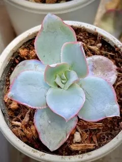 多肉植物♡カンテ 抜き苗 - メルカリ