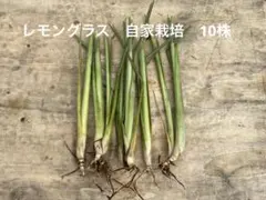2025年最新】レモングラス 苗の人気アイテム - メルカリ