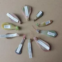 1117.korekore様 リクエスト 2点 まとめ商品