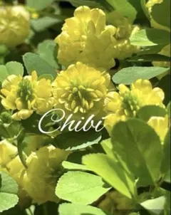 ぶらん様 リクエスト 2点 まとめ商品