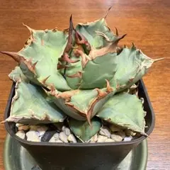 うさぎ太郎様 リクエスト 2点 まとめ商品