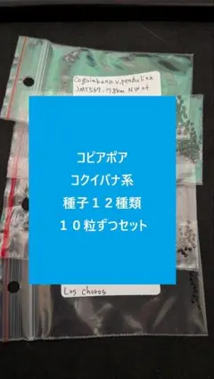 2026年最新】コピアポア 種子の人気アイテム - メルカリ