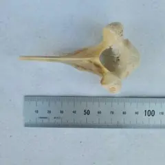 イルカ　骨　04 イルカの骨格3Dモデル3Dモデル - TurboSquid 1027154