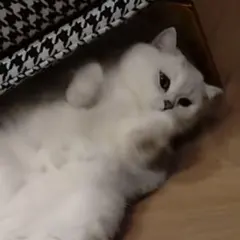 きな子様　専用ページ