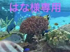 はな様専用