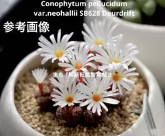 2025年最新】ペルシダム コノフィツムの人気アイテム - メルカリ