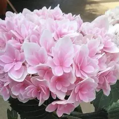 飯塚英美様 リクエスト 3点 まとめ商品