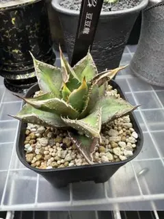 2026年最新】アガベ豆豆龍の人気アイテム - メルカリ