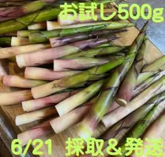 오늘 모아서 출하, 뿌리 꺾인 대나무, 500g [니가타 유자와 나에바산]