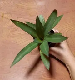 2025年最新】万年青 苗の人気アイテム - メルカリ