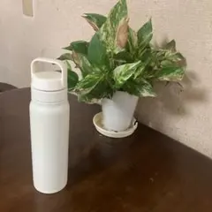 Item thumbnail for item bba6c241-134a-4984-8333-9faa6b192457