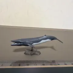 チョコQ ツノシマクジラ（シークレット）