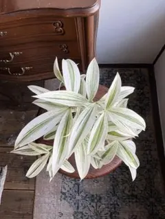 rienine様 リクエスト 2点 まとめ商品