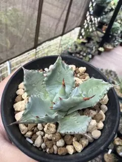 2025年最新】イシスメンシス アガベの人気アイテム - メルカリ