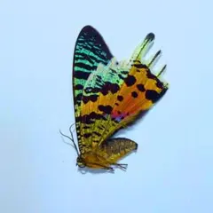 未展翅標本 マダガスカル産 ニシキオオツバメガ - メルカリ