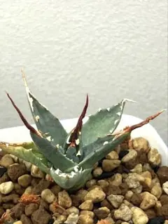 植物野郎様専用アガベ ユタエンシス エボリスピナ① 6鉢セット