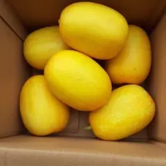 まくわうり【高知県産】6個のサムネイル